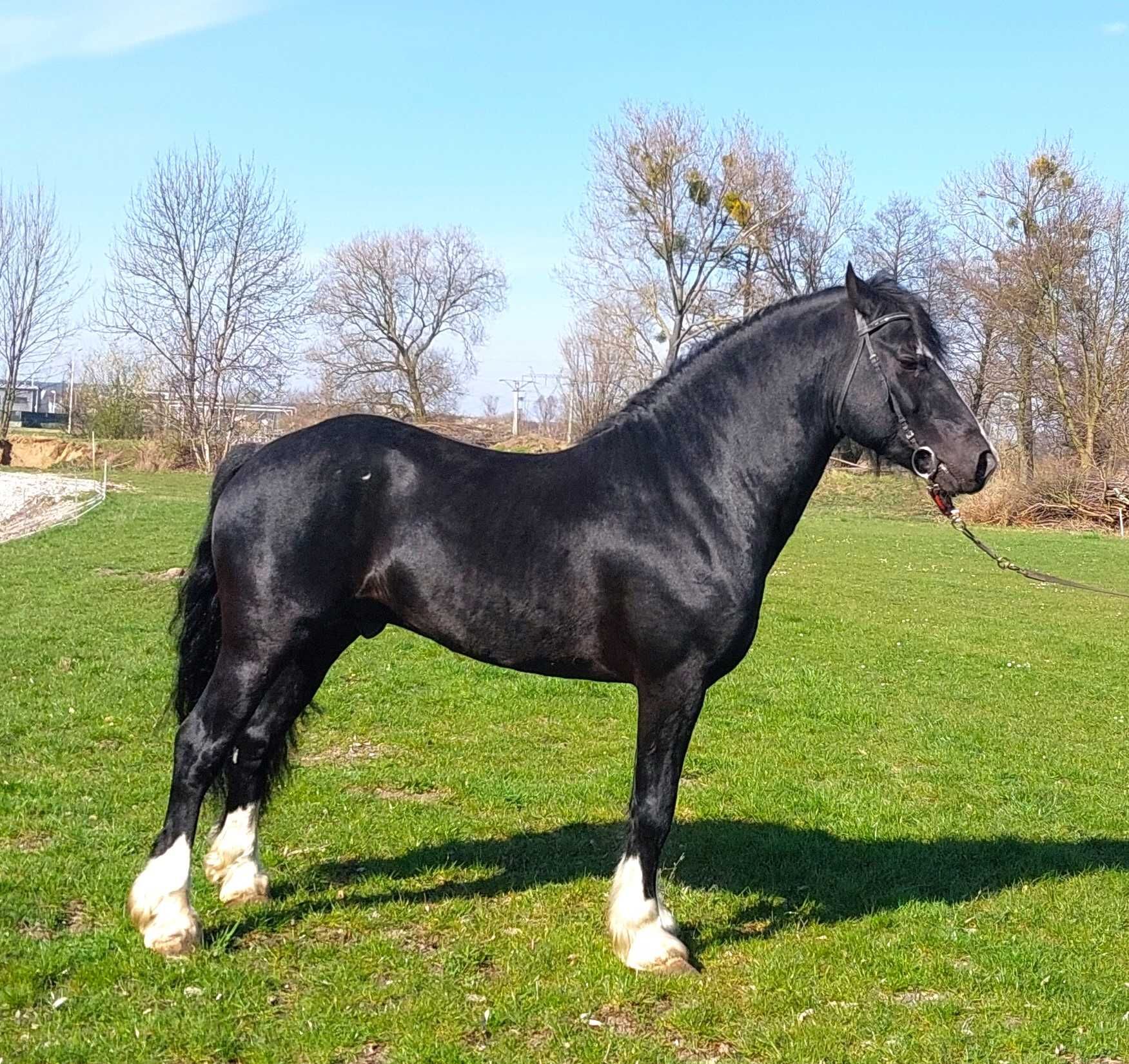 Ogier Kuc Walijski D ( Welsh Cob ) 152cm - 82pkt.