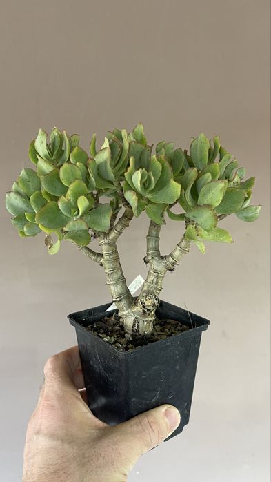 Бонсай. Крассула минор и др. Сорта