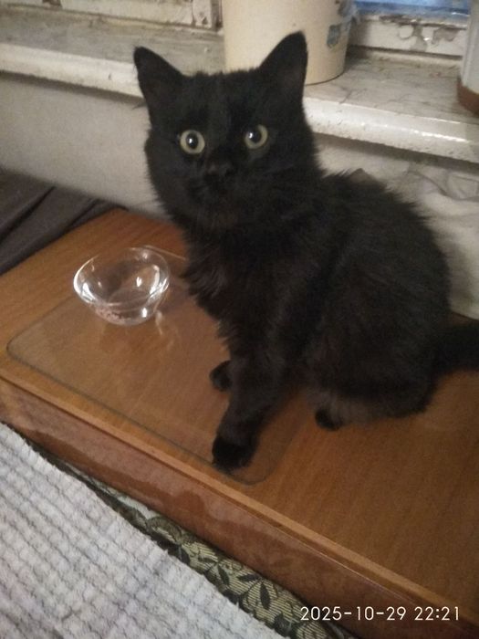 Котик в добрые руки