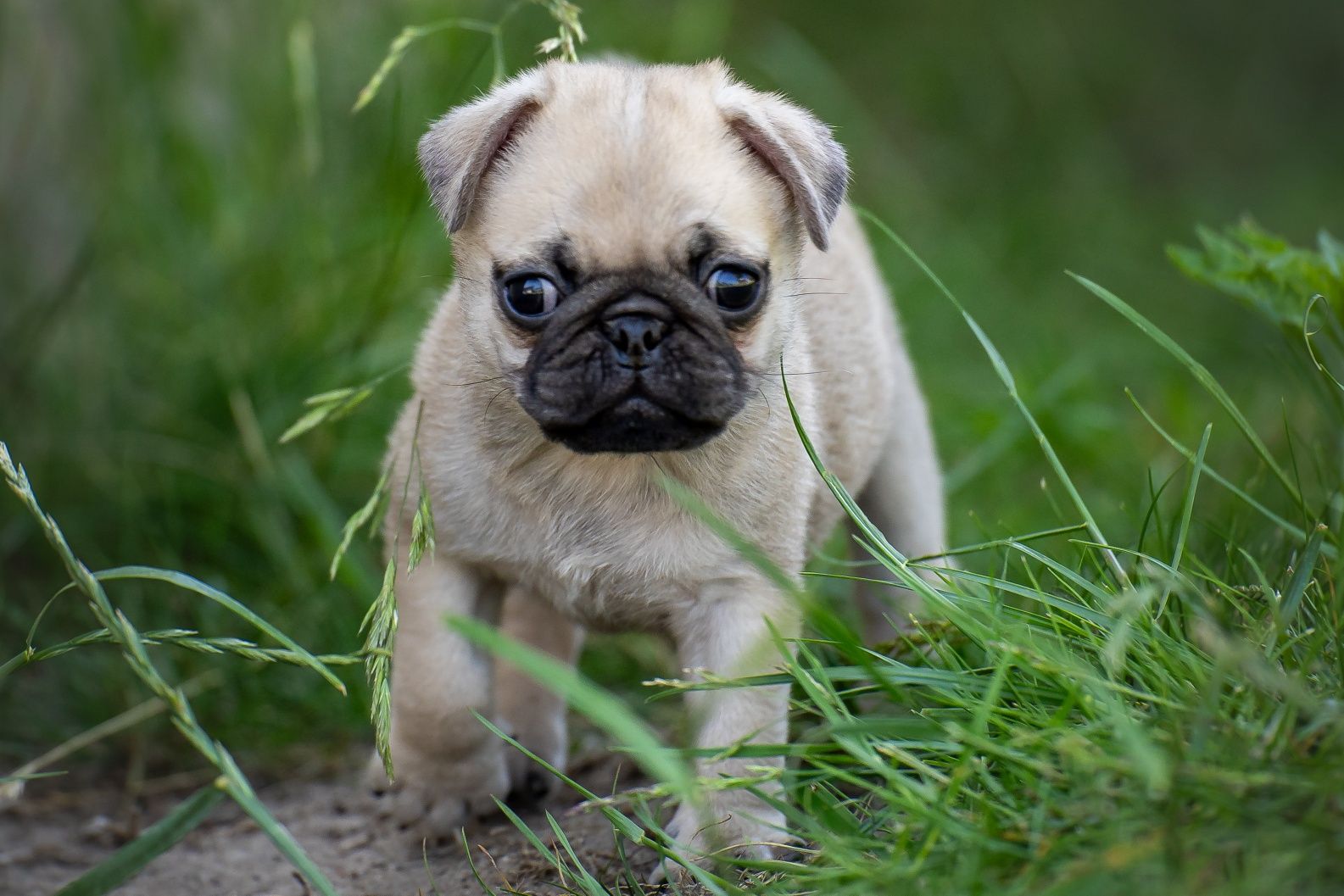 Mops 8 tygodnowy piesek