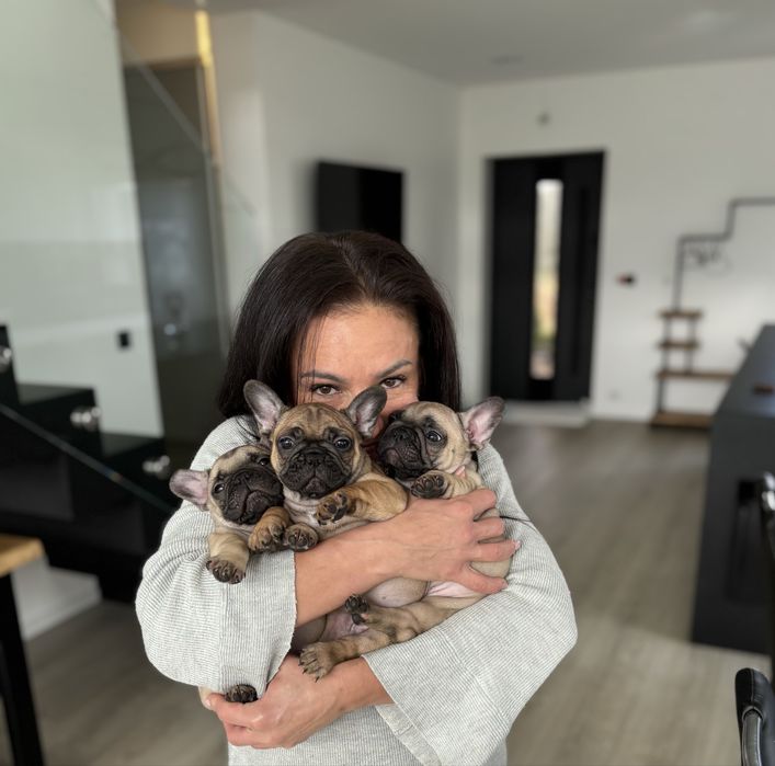 bulfog francuski ZKwP FCI suczka