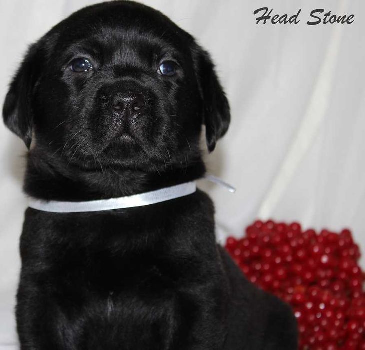 Лабрадор ретривер