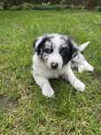 Szczenięta Pieski Border Collie Blue Merle OSHPiK