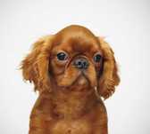 Ruby chłopiec King Charles Spaniel