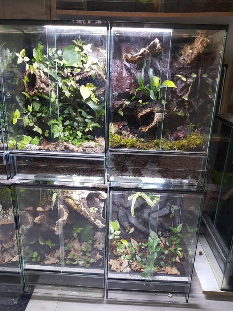 Terrarium tropikalne aktywne biologicznie