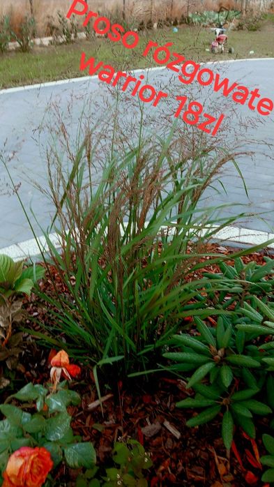 Producent trawy ozdobne miskant prosso