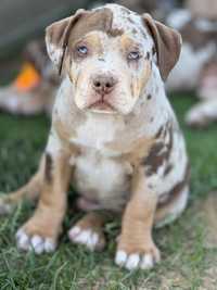 American Bully XL Demon