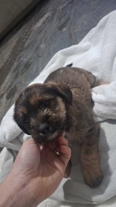 Oddam pieski po mamie mieszanki shihtzu
