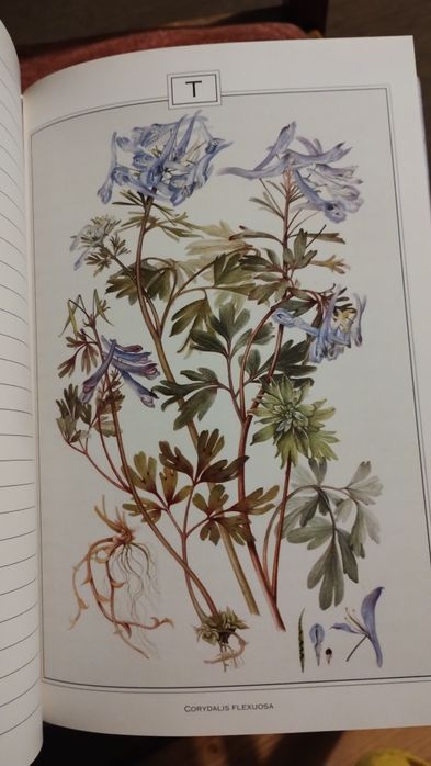 Grafika botaniczna roślinna 24 szt książka adresowa