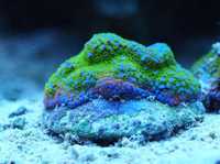 akwarium morskie Montipora Rainbow