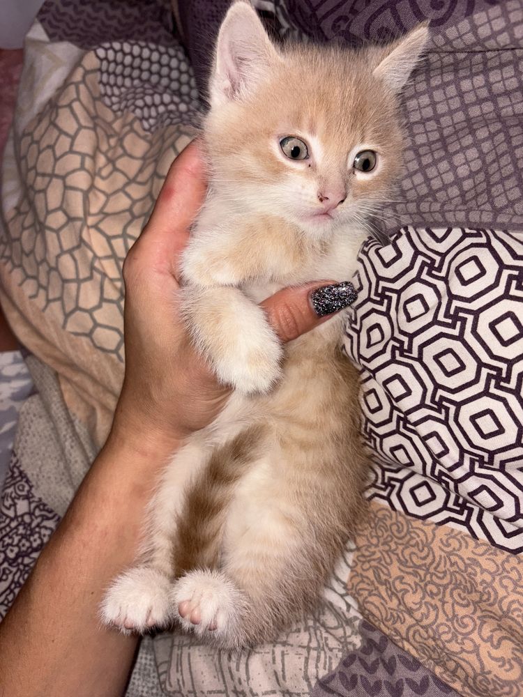 Котик хлопчик 1,5 місяці