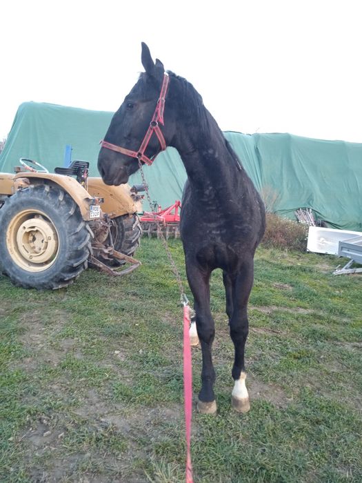 Ogierek śląski kary