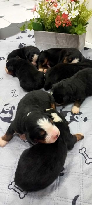 Berneński pies pasterski