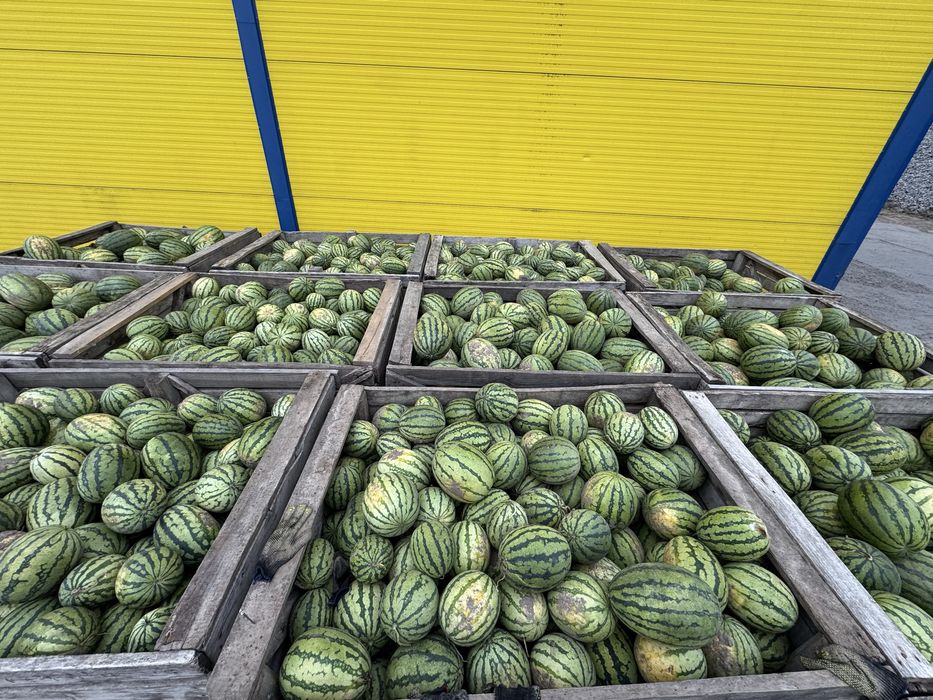 Кавун арбуз опт продаж