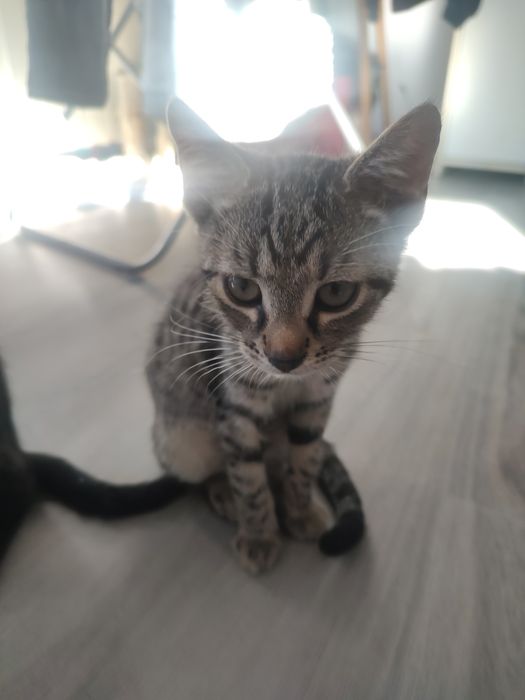 Oddam kocurki w dobre ręce