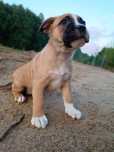 Amstaff kremowa suczka