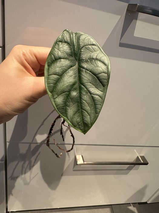 Sadzonka Silver Nebula