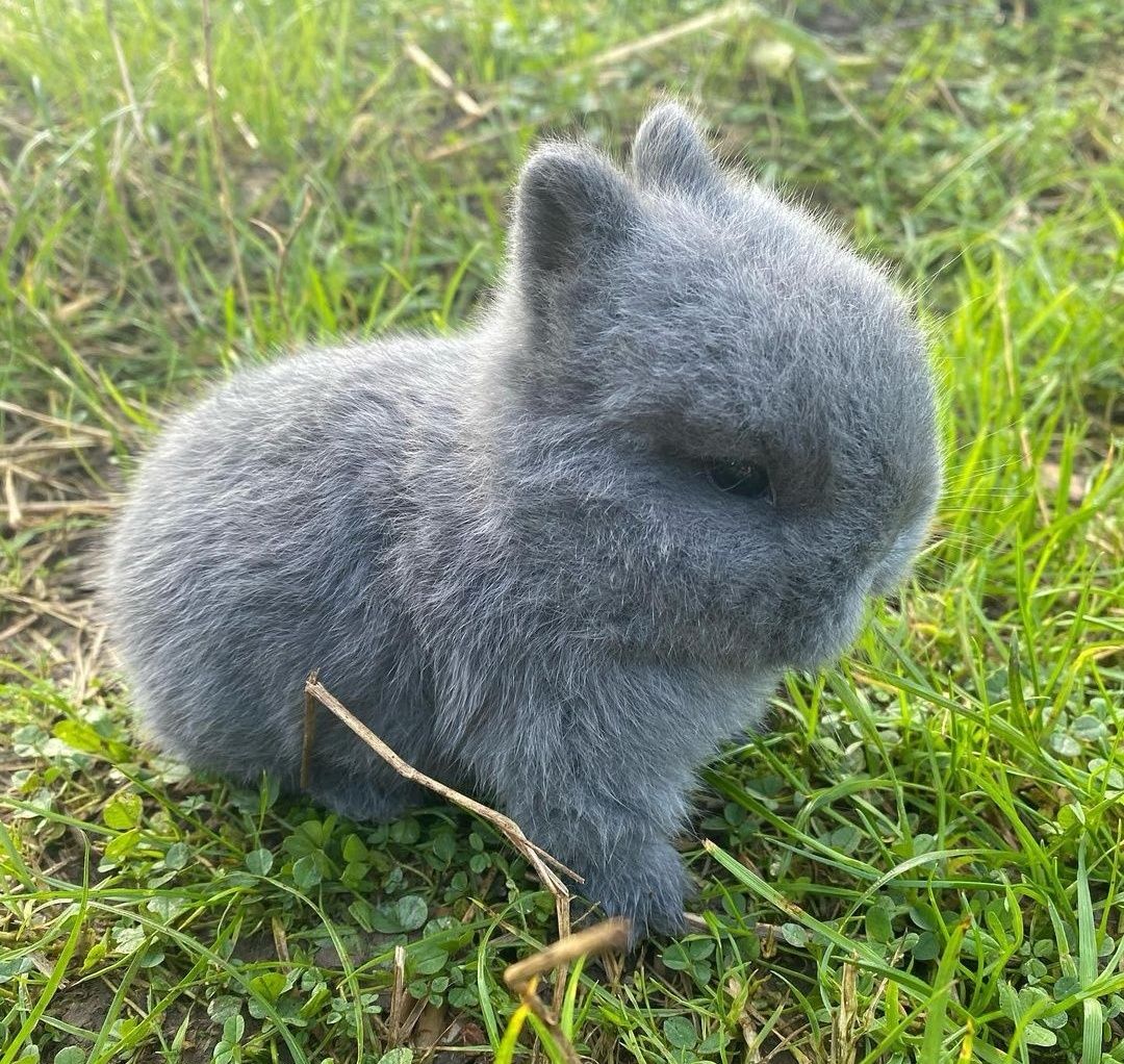 KIT Coelhos anões mini holandês e minitoy super meigos