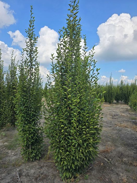 Grab kolumnowy fastigiata 350/400 cm - dostawa cała Polska.