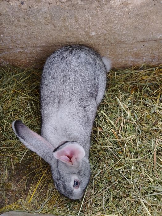 Продаються кролі