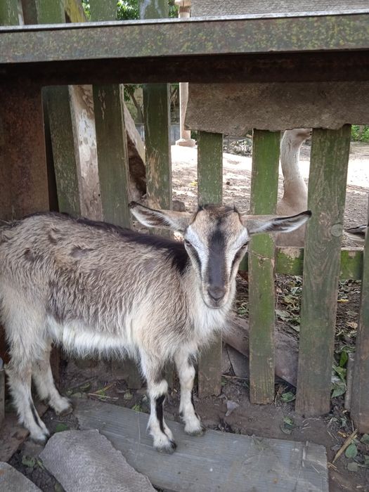 Козенята породисті