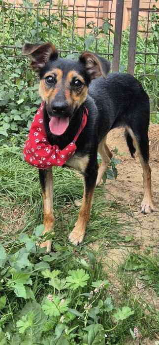 Wesoła sunia do adopcji