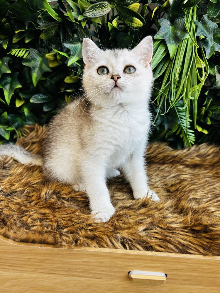 Gatinha   scottish stright silver
