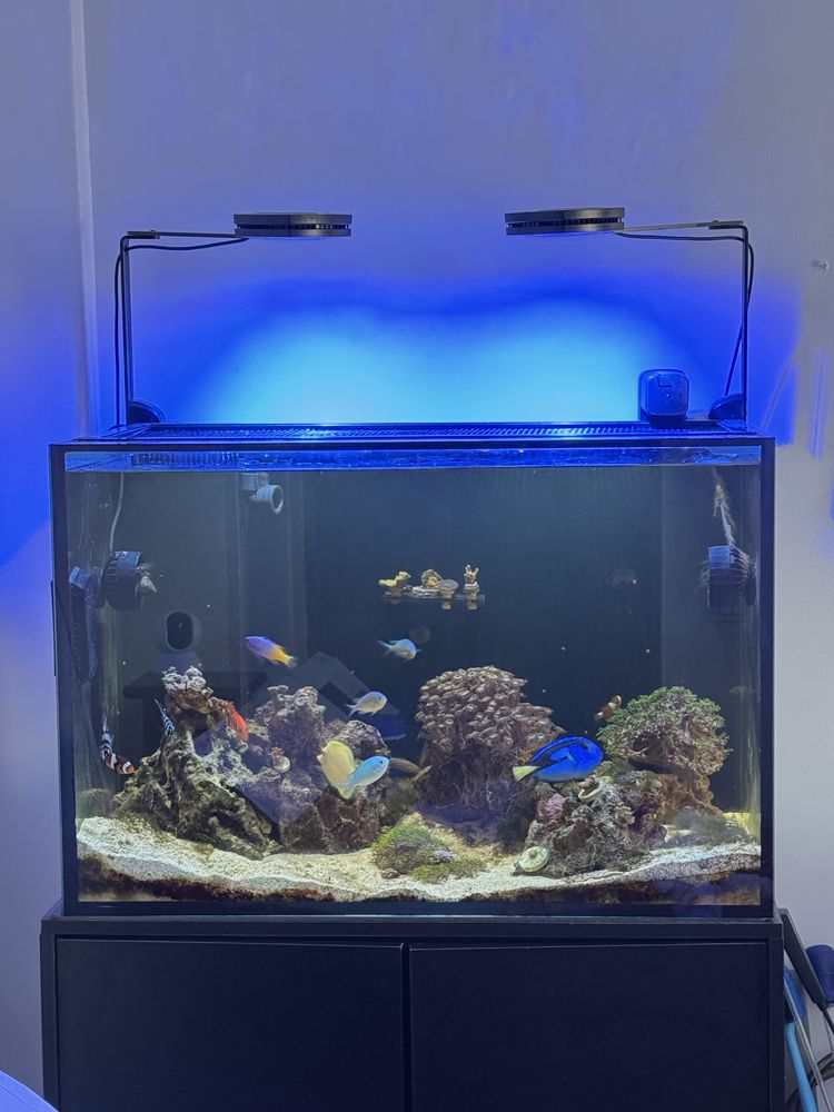 Aquário completo com móvel e sump