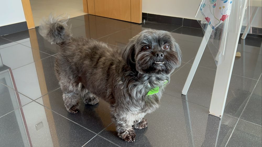 Procura-se “namorada” para o Flip (cão) - Lhasa Apso