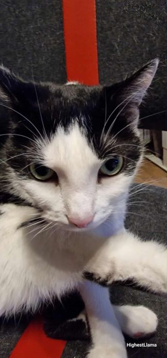 Spokojny dwupak do adopcji