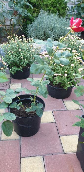 Саженцы розы" Супер Трупер","Романза","Хулио Иглесиас","Ред интуишн"