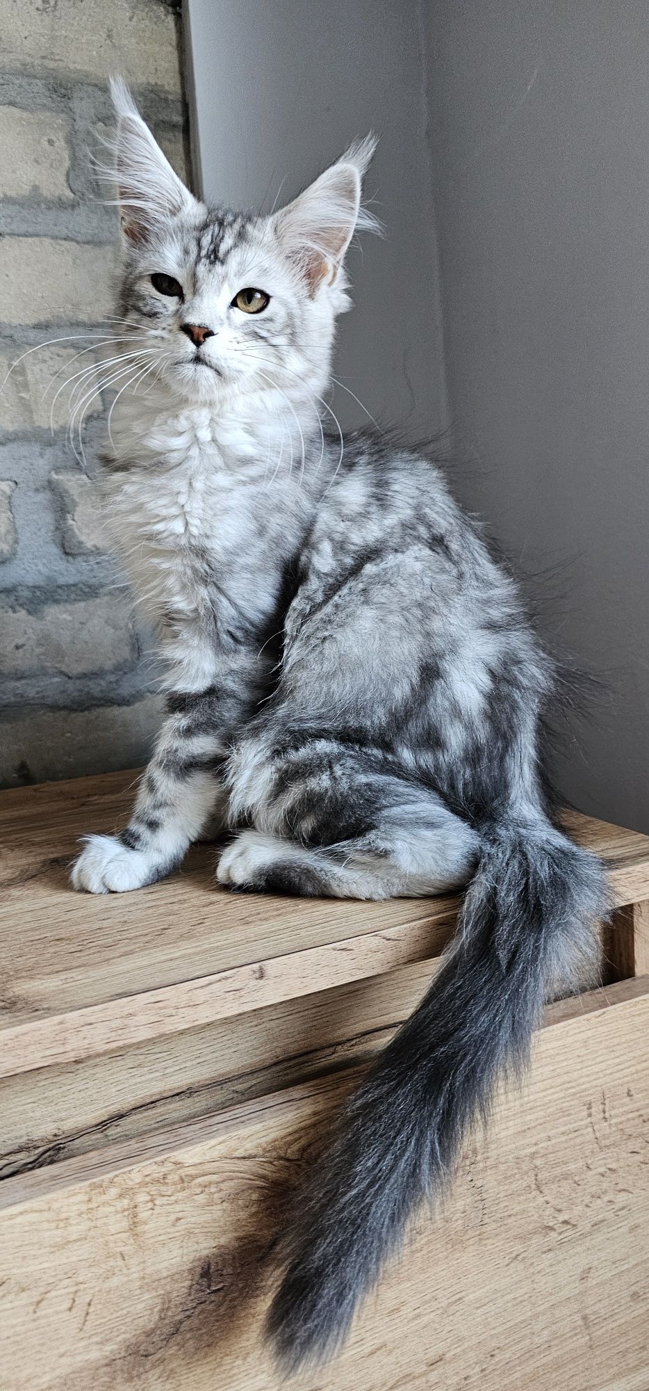 Maine coon koteczka rodowód FPL