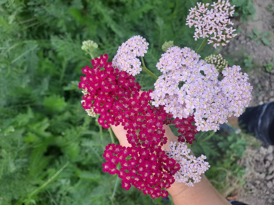Деревій,тисячолистник кольоровий,5 кольорів