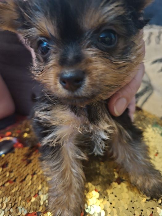 Yorkshire terrier Suczki