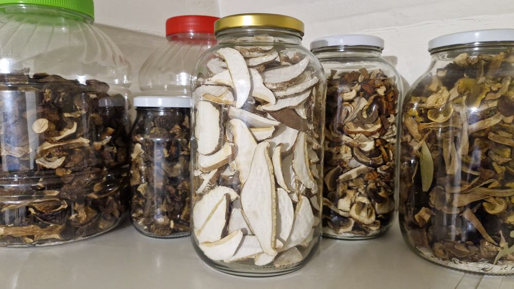 Pniarek (białoporek) brzozowy.