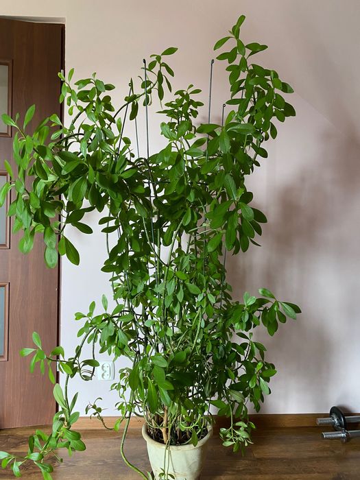 Roślina doniczkowa Wilczomlecz