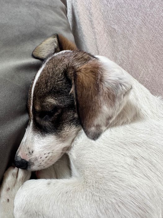 Віддам врятоване цуценя (вакцинована, з паспортом).Доставлю по Україні