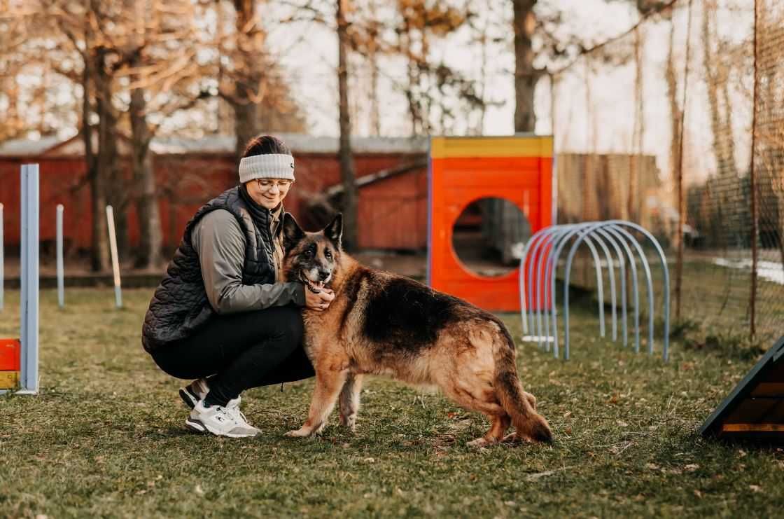 Psia dama-Stella-w typie owczarka niemieckiego poleca się do adopcji!