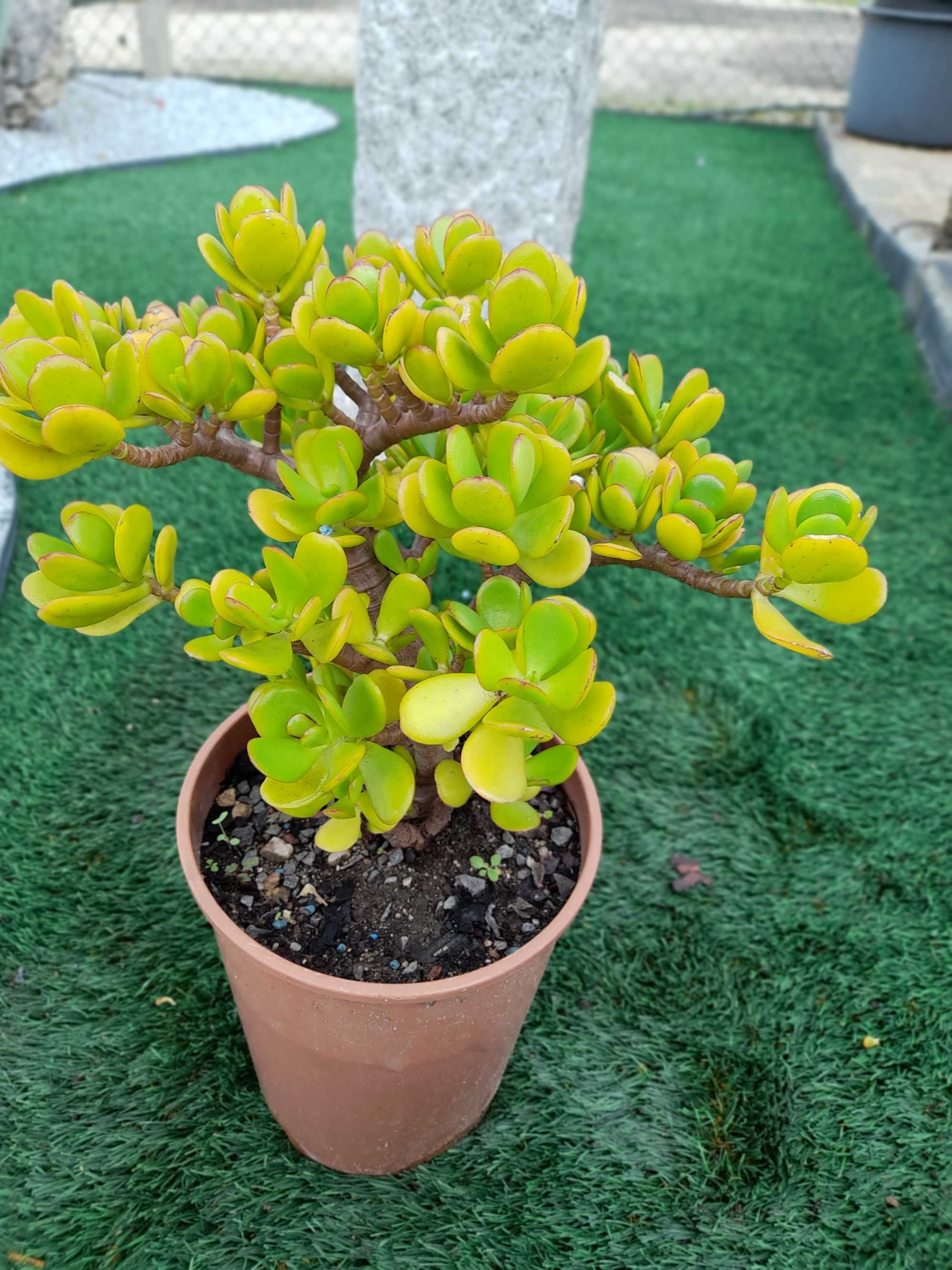 Suculenta Crassula Ovata(Planta Jade)