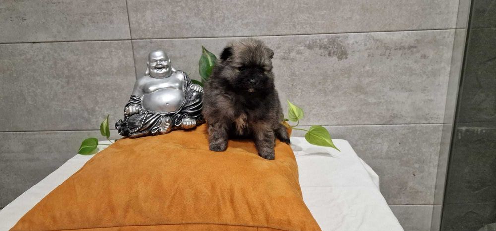 Spitz Alemão anão/Lulu da Pomerânia miniatura