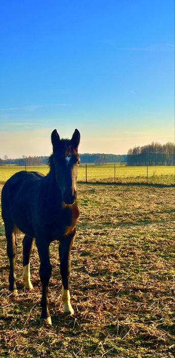 klacze rasy śląskiej z paszportem – wyjątkowe pochodzenie!