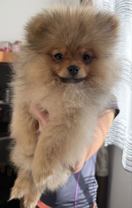 Szoic miniaturowy pomeranian chlopiec