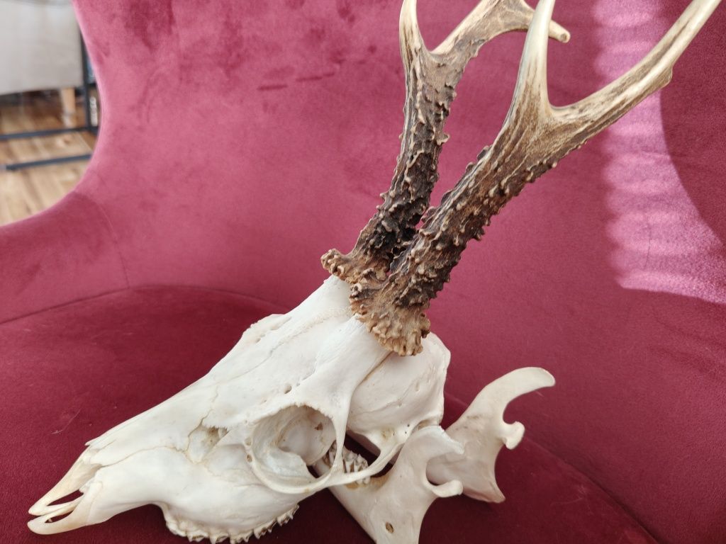 Taxidermy Zestaw Rogacz Lis Gęś