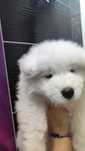 do odbioru Samoyed ZKwP / FCI śnieżnobiały, rodzinny, badania