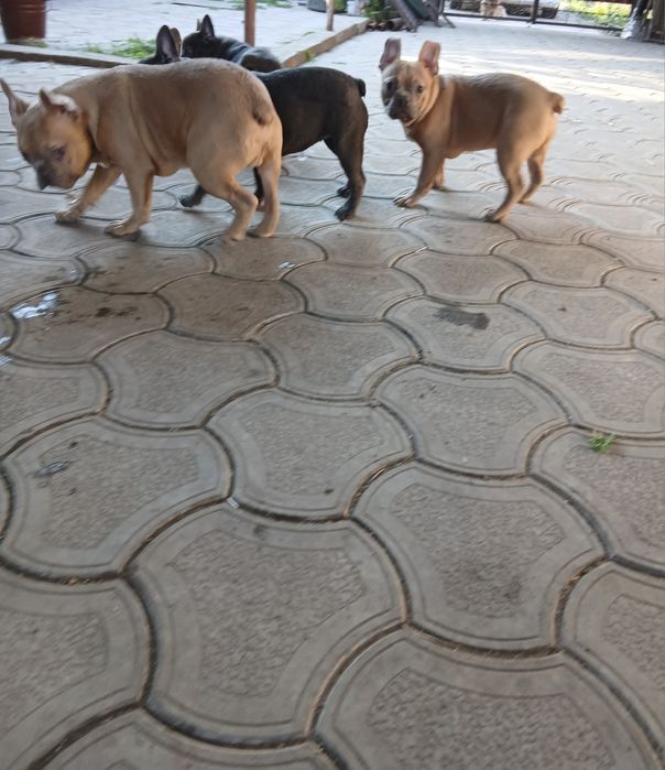 Две голубые девочки 12мес