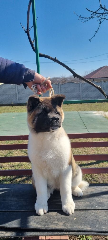 Питомник предлагает шикарную девочку