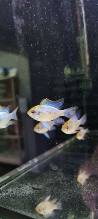 Ramireza electric blue