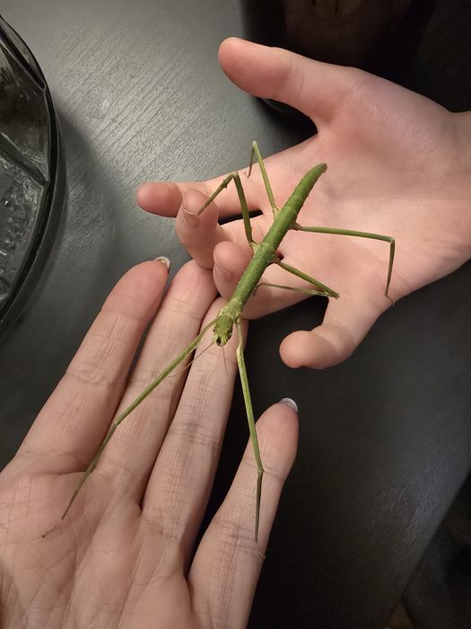 Patyczaki rogate i skrzydlate patyczak Strzelin