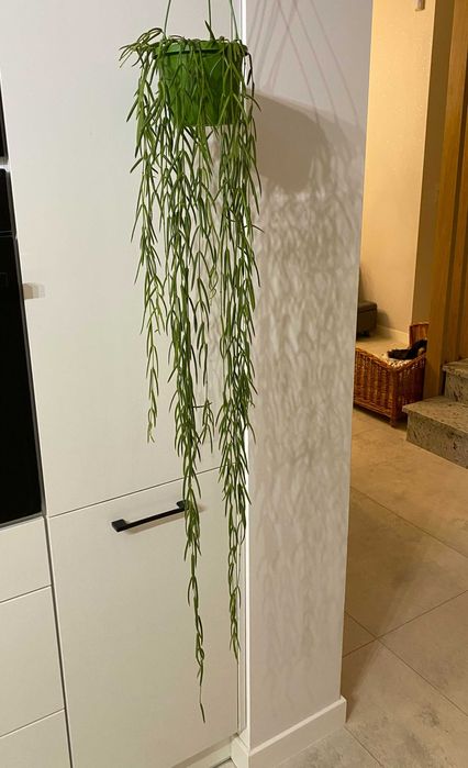 Hoya linearis ze zdjęcia, ok. 110-120