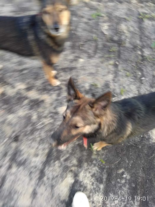 Пропала собака погналась за чужой собакой.